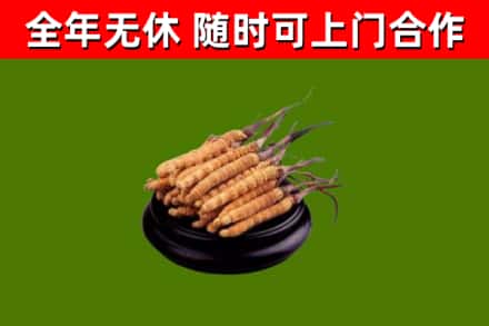 涪陵烟酒回收冬虫夏草.jpg